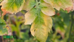 تشخیص کمبود نیتروژن گیاه با گیاهامی