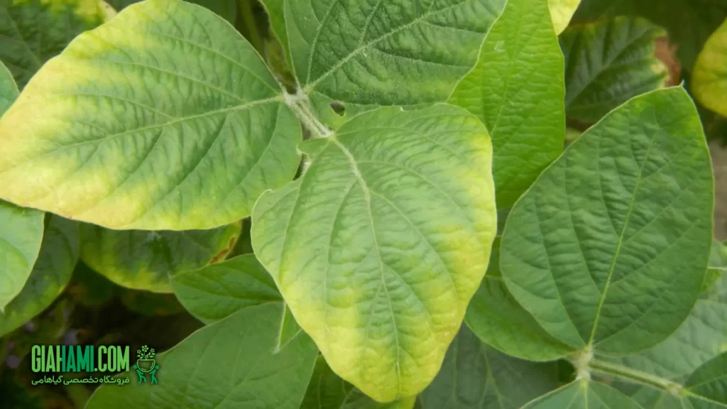نشانه ها و اثرات کمبود نیتروژن در گیاهان خانگی با گیاهامی