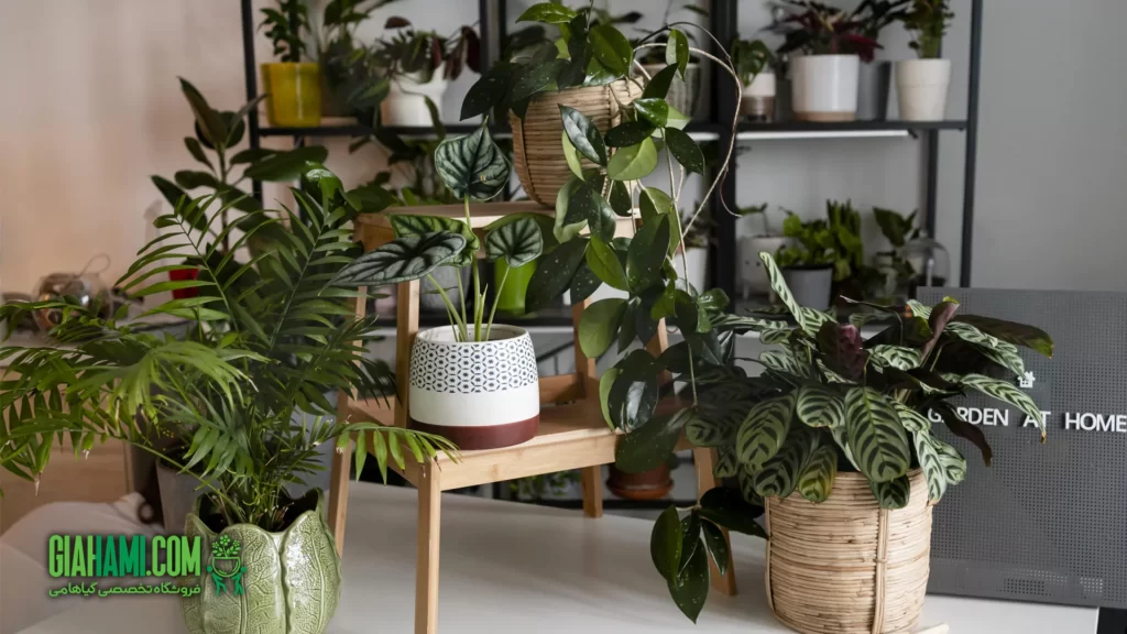 گیاهان مقاوم آپارتمانی با نور کم از گیاهامی